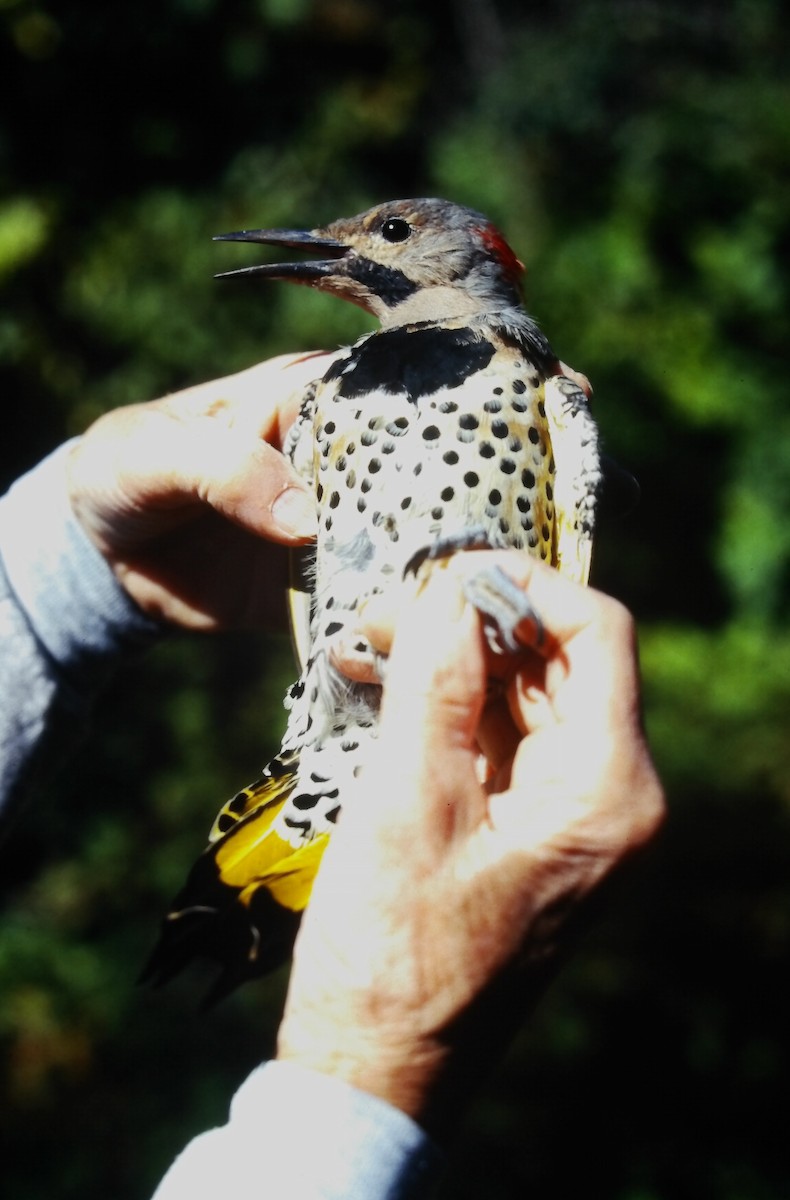 Декол золотистий (підвид auratus/luteus) - ML646667834
