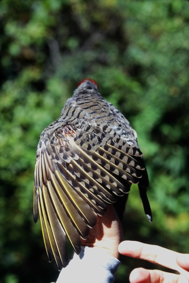 Декол золотистий (підвид auratus/luteus) - ML646667835