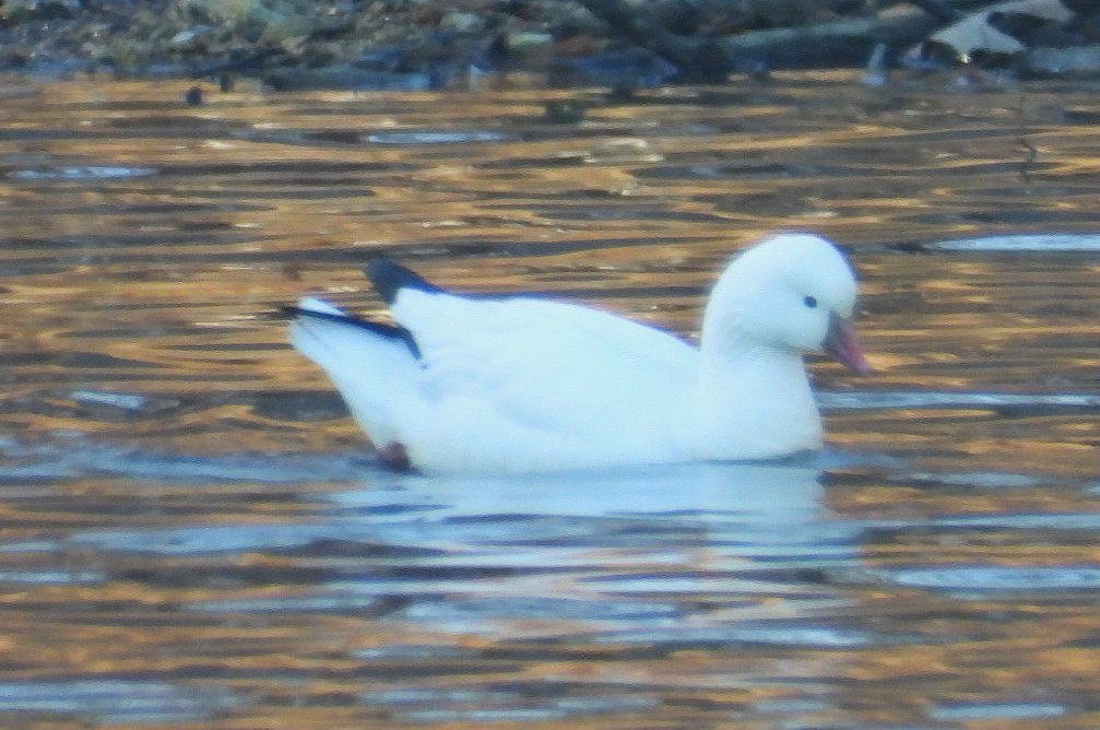 Ross's Goose - ML646667836