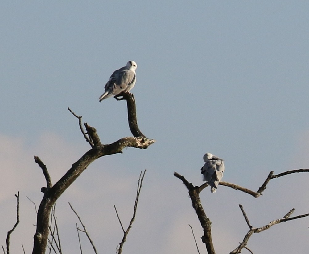 White-tailed Kite - ML646667837