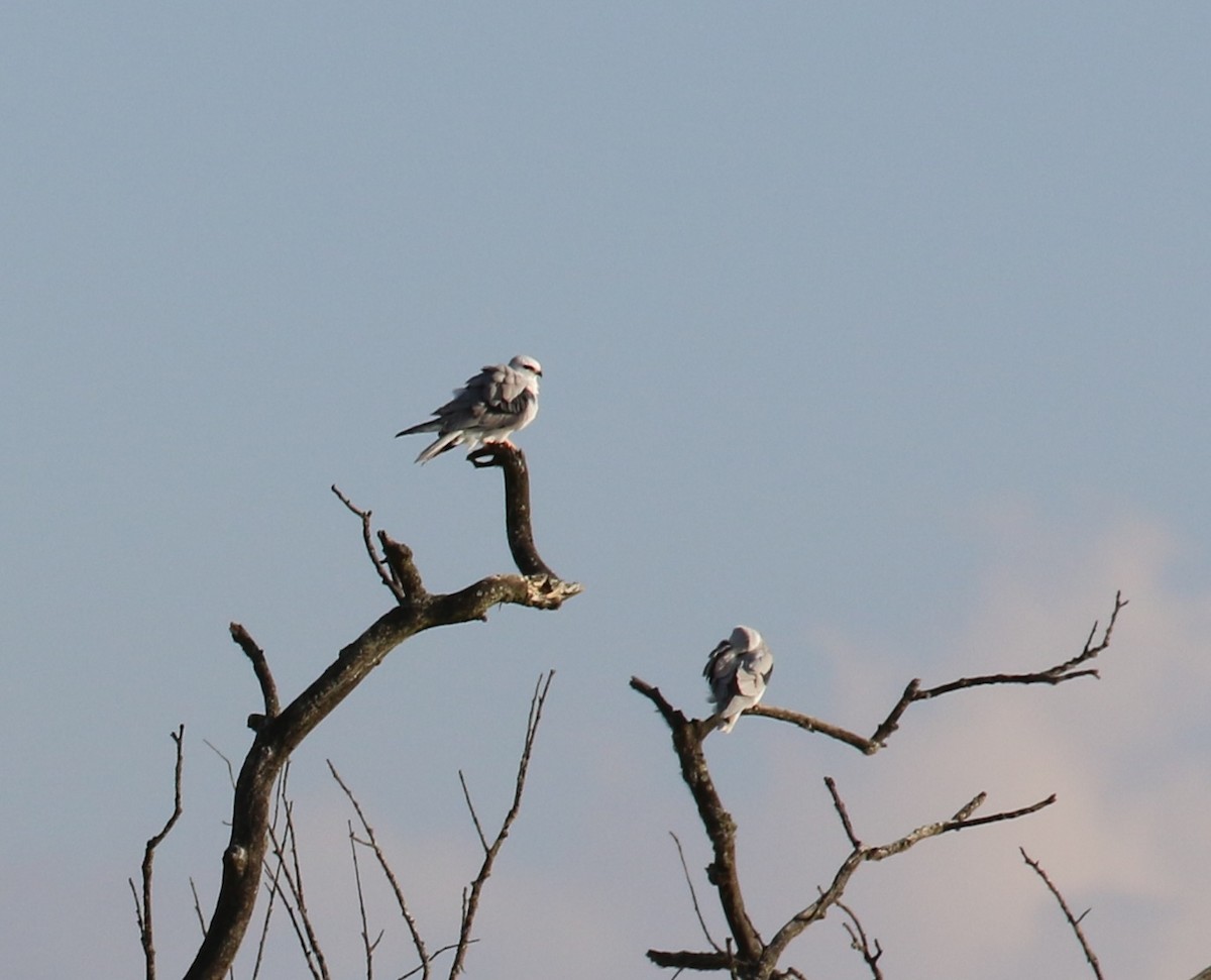 White-tailed Kite - ML646667838