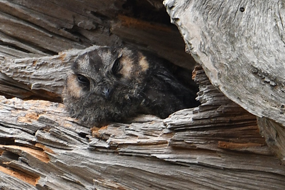 Australian Owlet-nightjar - ML646667840