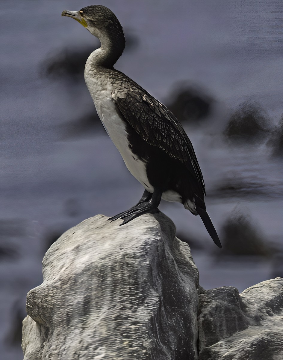 Great Cormorant - ML646667841