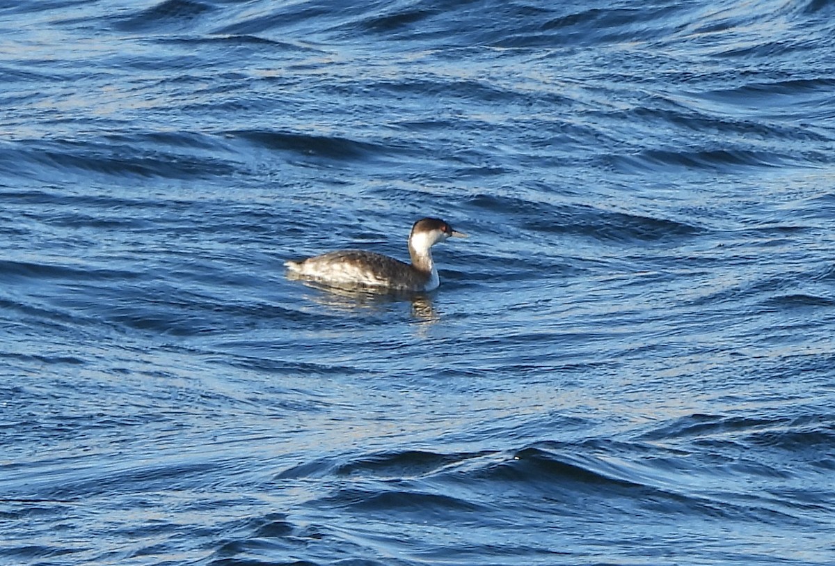 Horned Grebe - ML646667842