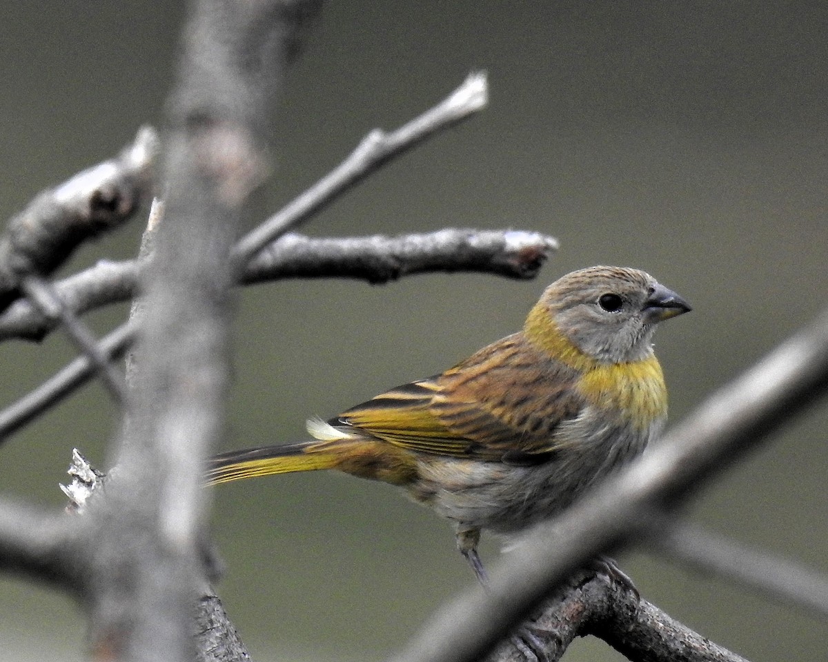 Saffron Finch - ML646667845