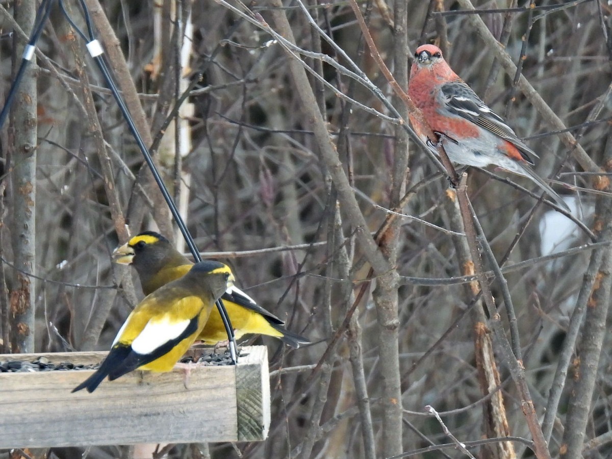 Evening Grosbeak - ML646667846