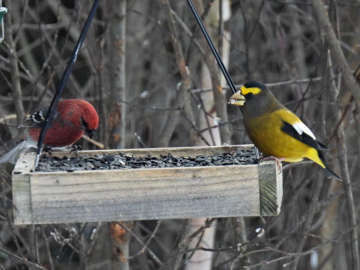 Evening Grosbeak - ML646667847