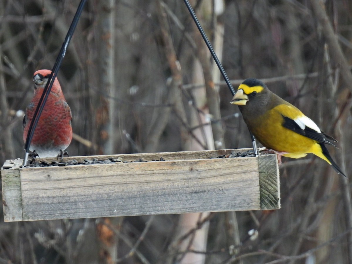Evening Grosbeak - ML646667848