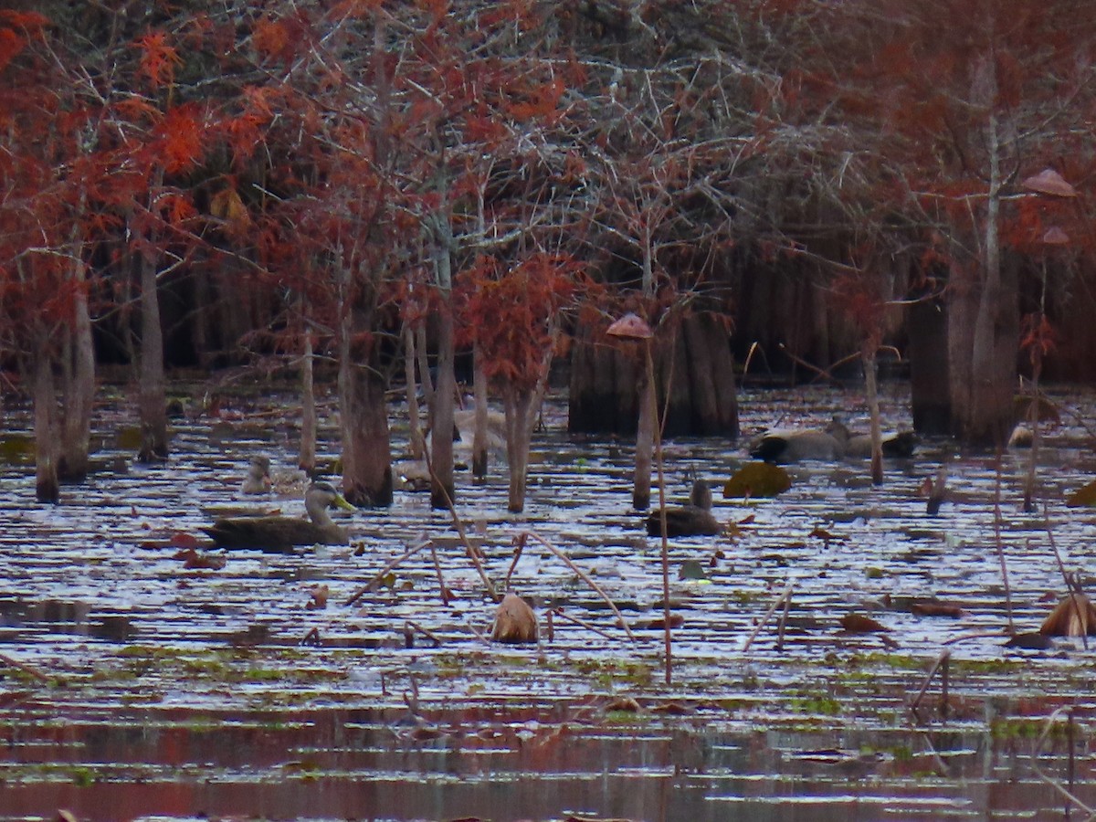 American Black Duck - ML646667850