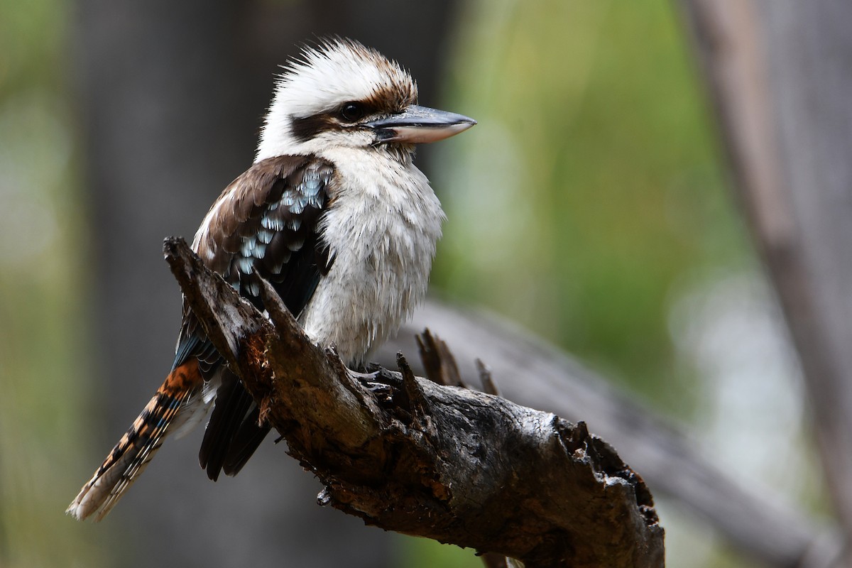 Laughing Kookaburra - ML646667853