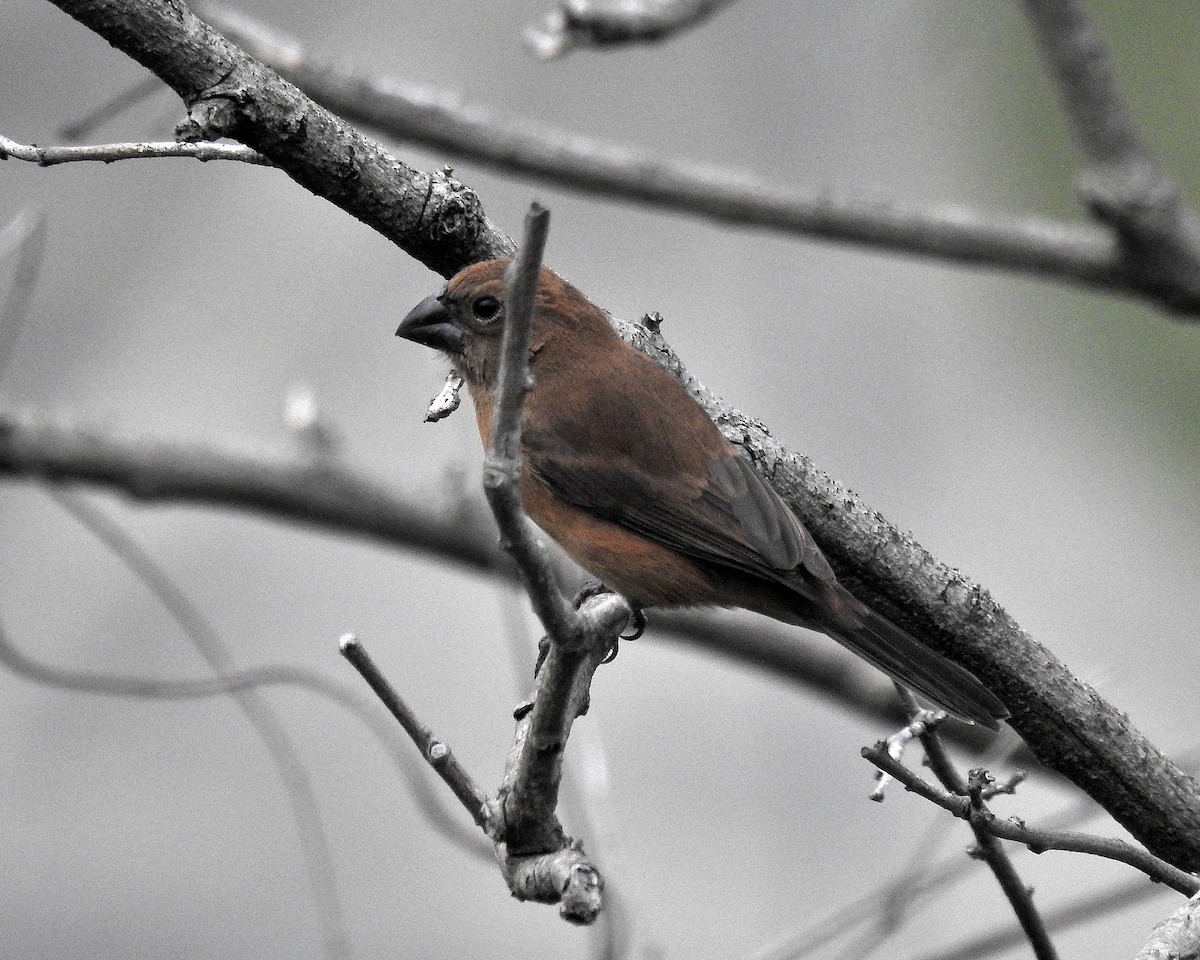 Ultramarine Grosbeak - ML646667854