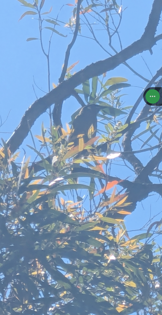 medosavka jasnohlasá - ML646667855