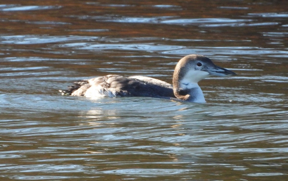 Common Loon - ML646667857