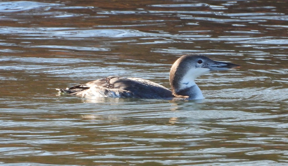 Common Loon - ML646667858