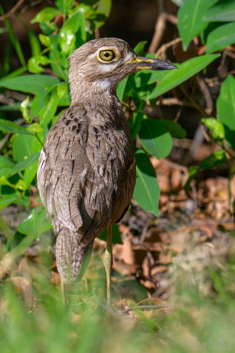 Water Thick-knee - ML646667861