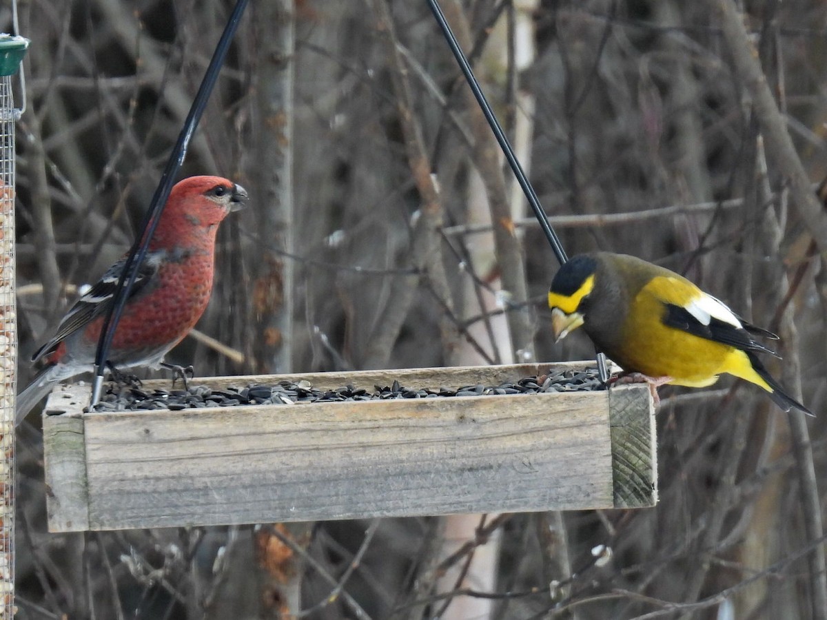 ギンザンマシコ - ML646667863