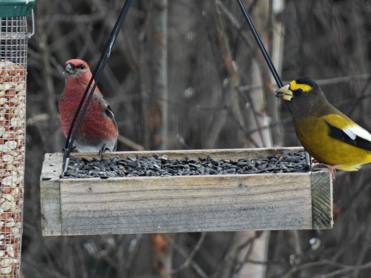 ギンザンマシコ - ML646667864