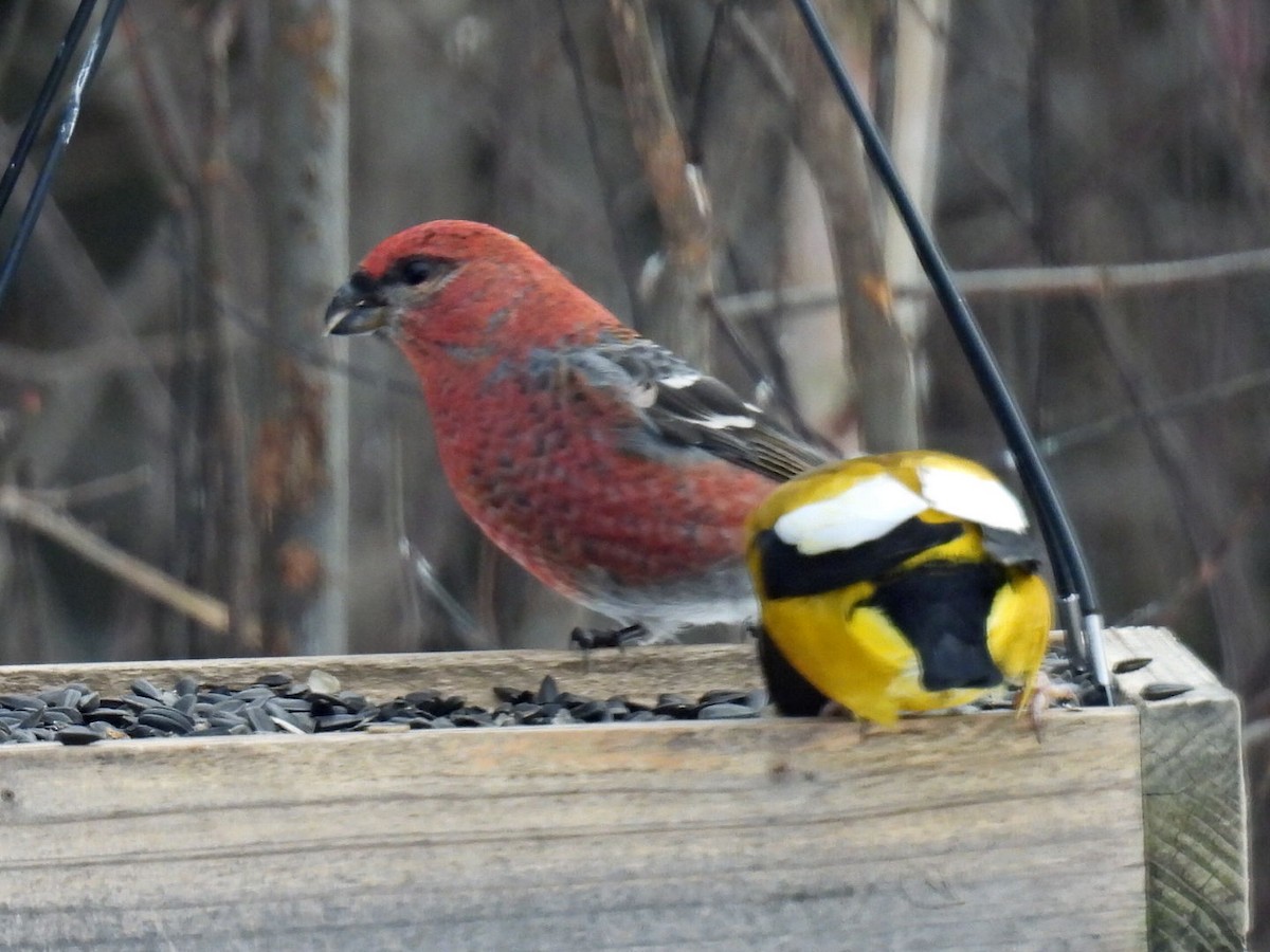 ギンザンマシコ - ML646667865