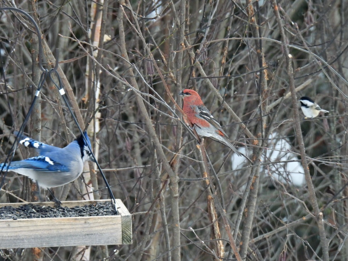 ギンザンマシコ - ML646667866