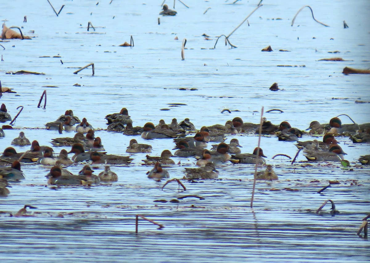 Green-winged Teal - ML646667867