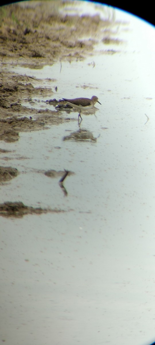 Solitary Sandpiper - ML646667870
