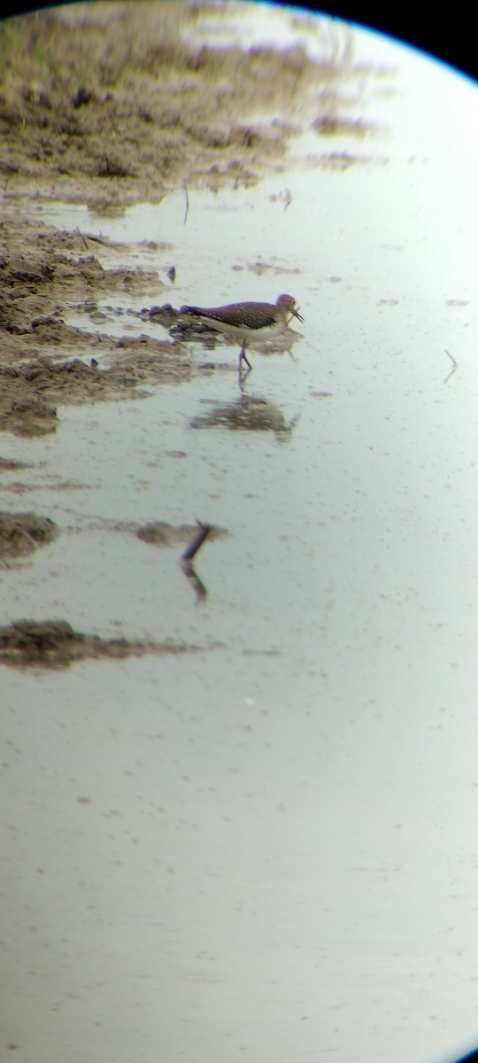 Solitary Sandpiper - ML646667871
