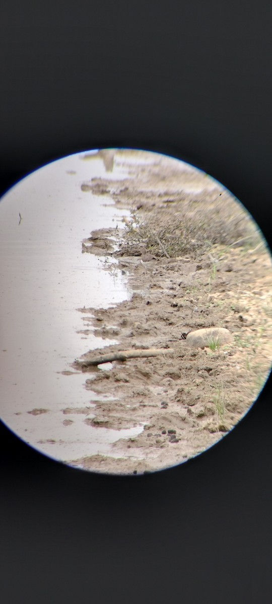 Solitary Sandpiper - ML646667872