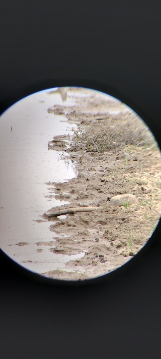 Solitary Sandpiper - ML646667873