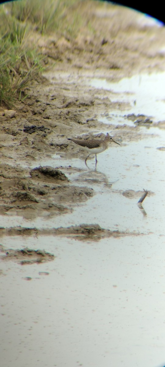 Solitary Sandpiper - ML646667875