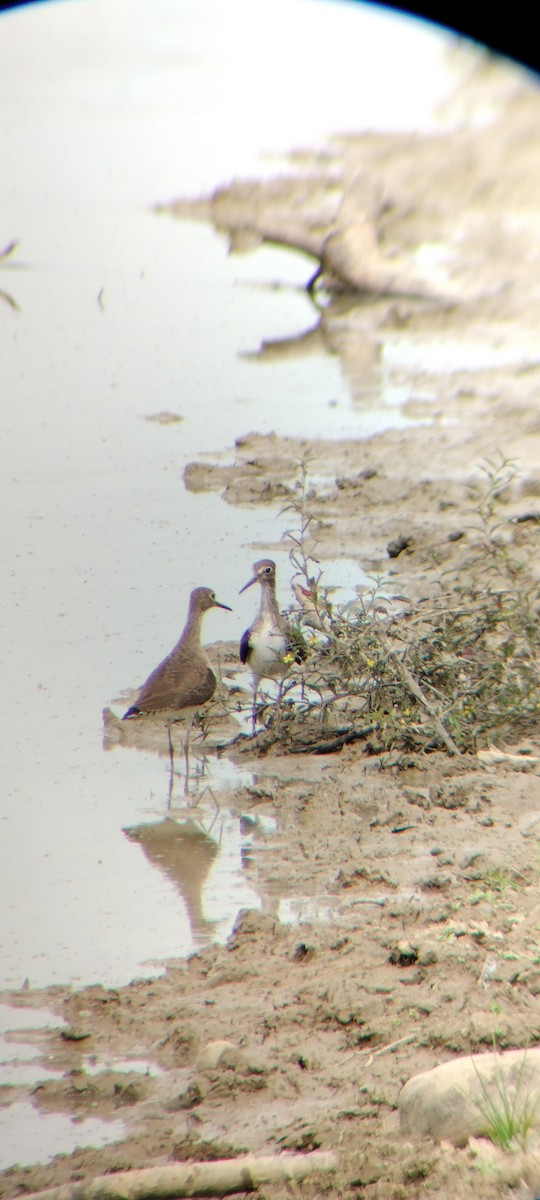 Solitary Sandpiper - ML646667876
