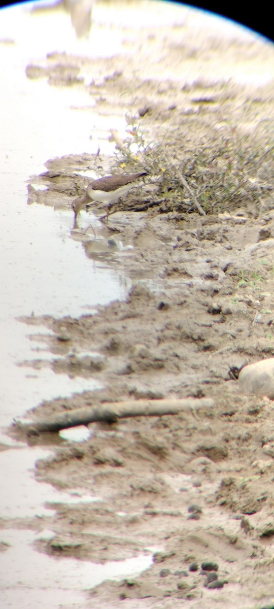 Solitary Sandpiper - ML646667878
