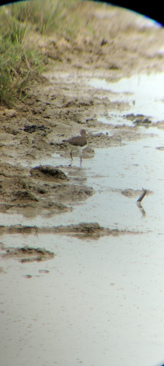 Solitary Sandpiper - ML646667879
