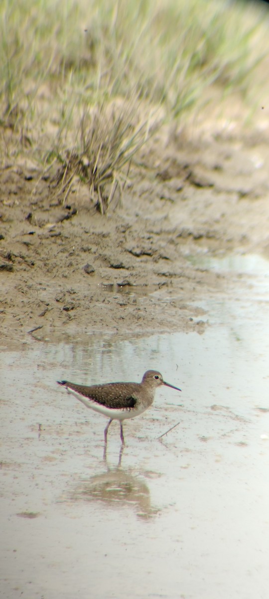 Solitary Sandpiper - ML646667881