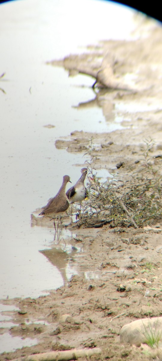 Einsiedelwasserläufer - ML646667882