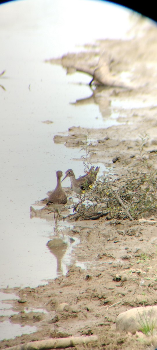 Einsiedelwasserläufer - ML646667883