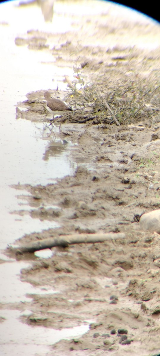 Einsiedelwasserläufer - ML646667884