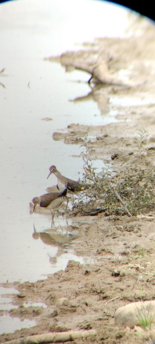 Solitary Sandpiper - ML646667885
