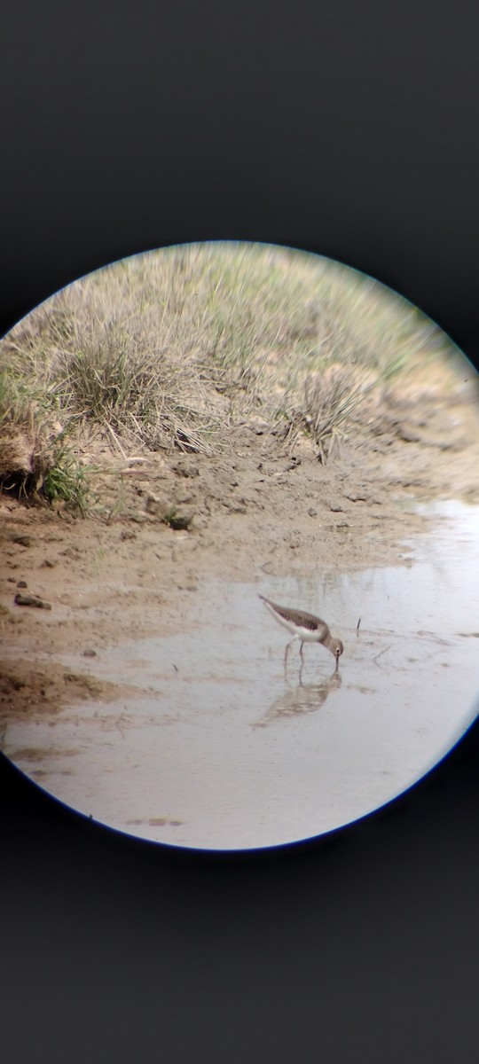 Solitary Sandpiper - ML646667886