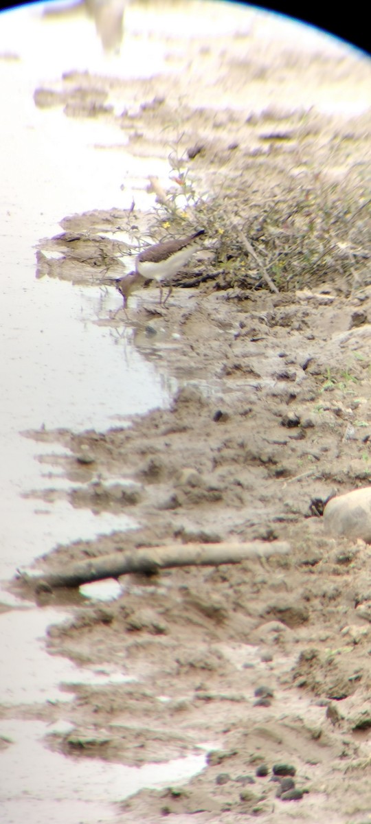 Solitary Sandpiper - ML646667887
