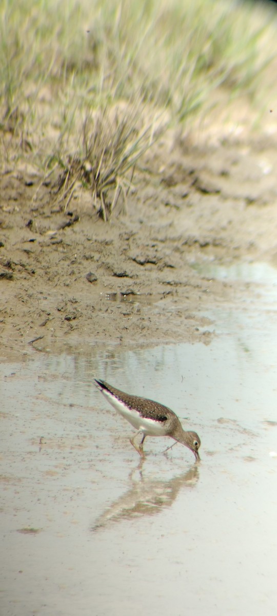 Solitary Sandpiper - ML646667888