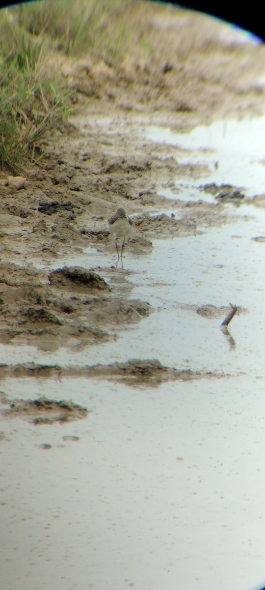 Solitary Sandpiper - ML646667890