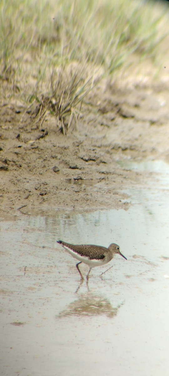 Solitary Sandpiper - ML646667891