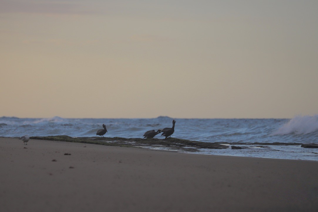 カッショクペリカン - ML646667897