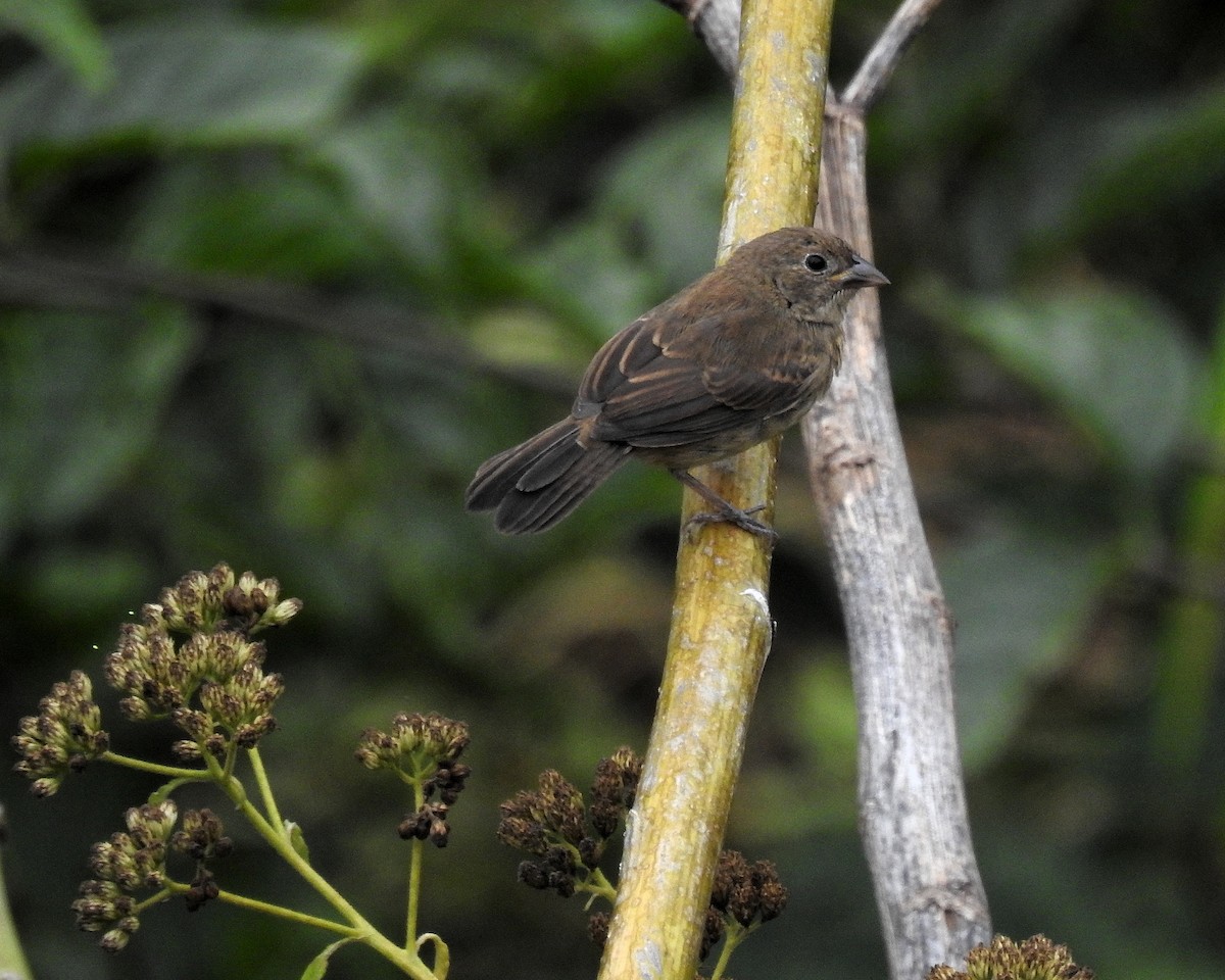 Blue-black Grassquit - ML646667900