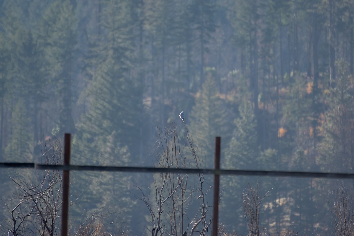 White-tailed Kite - ML646667902