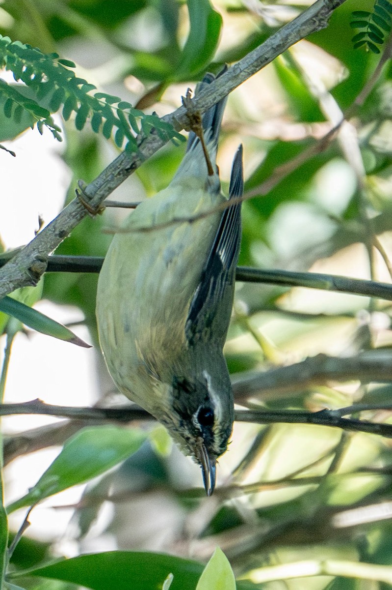 Mavi Sırtlı Ötleğen - ML646667903