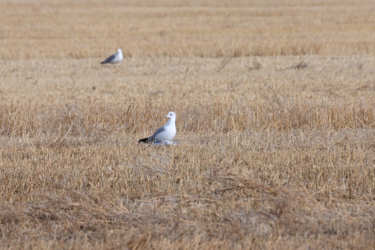 Ring-billed Gull - ML646667905