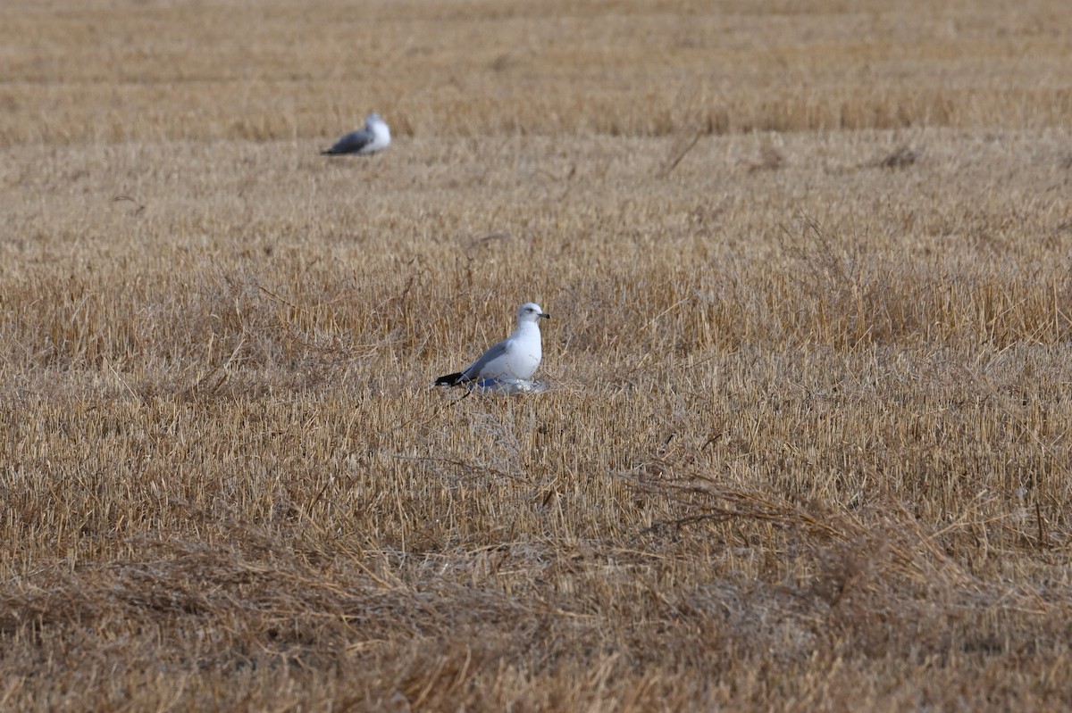 Ring-billed Gull - ML646667906
