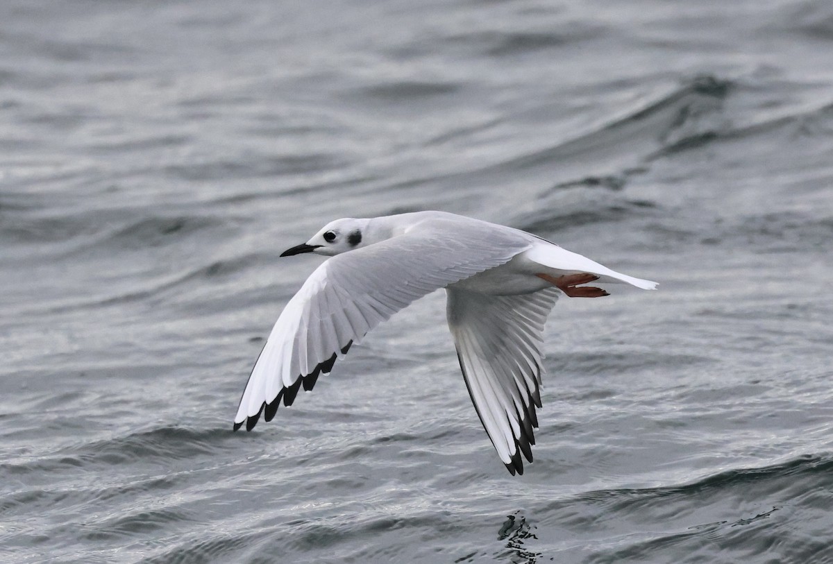 Mouette de Bonaparte - ML646667908