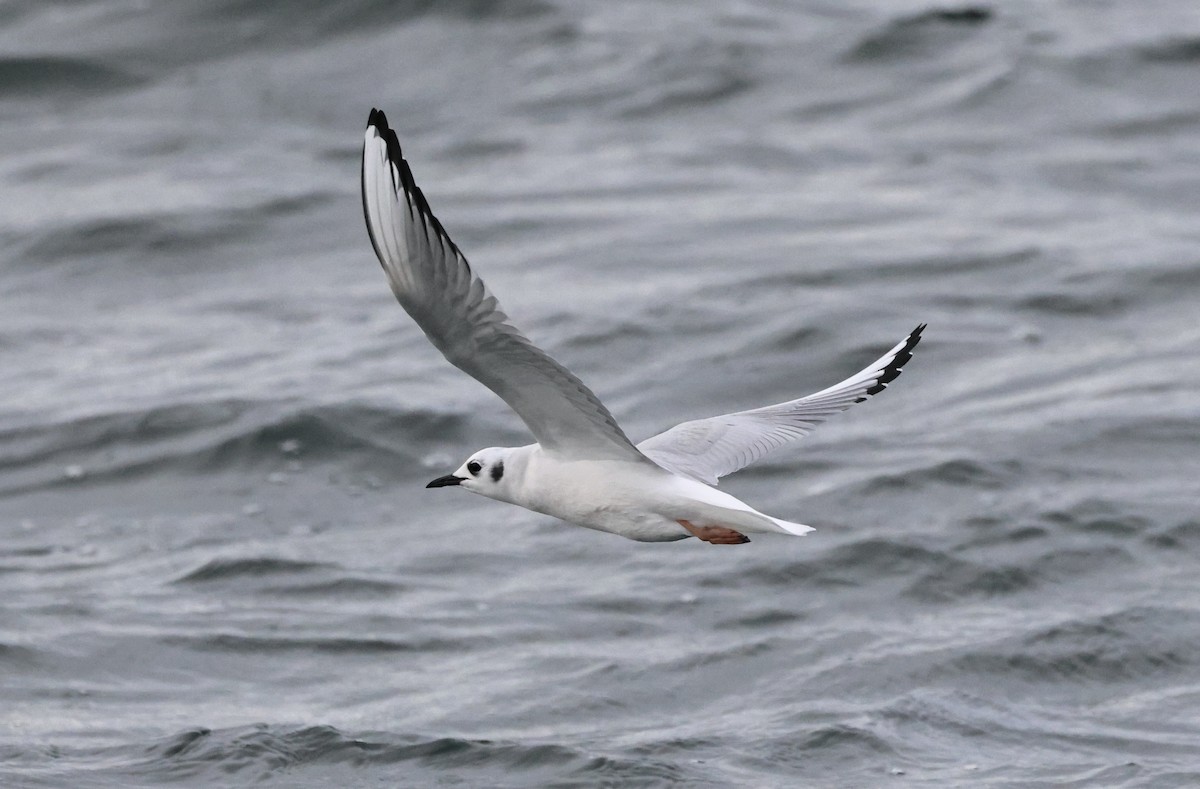 Mouette de Bonaparte - ML646667920